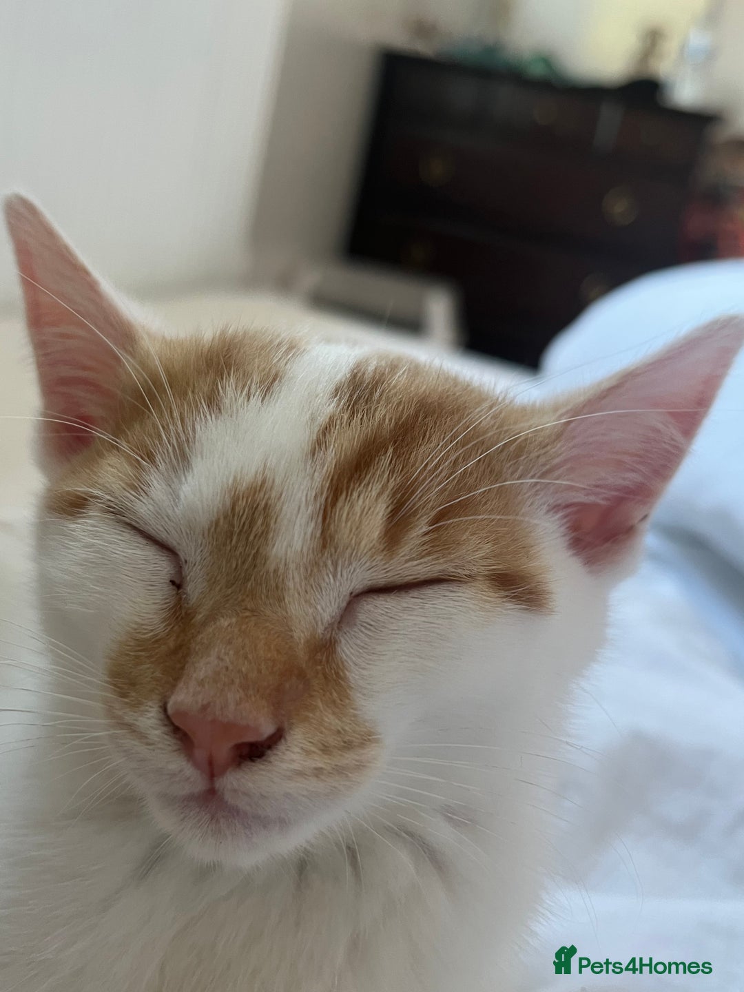 Domestic Shorthair cats for sale: Playful kitten for sale - Image 6