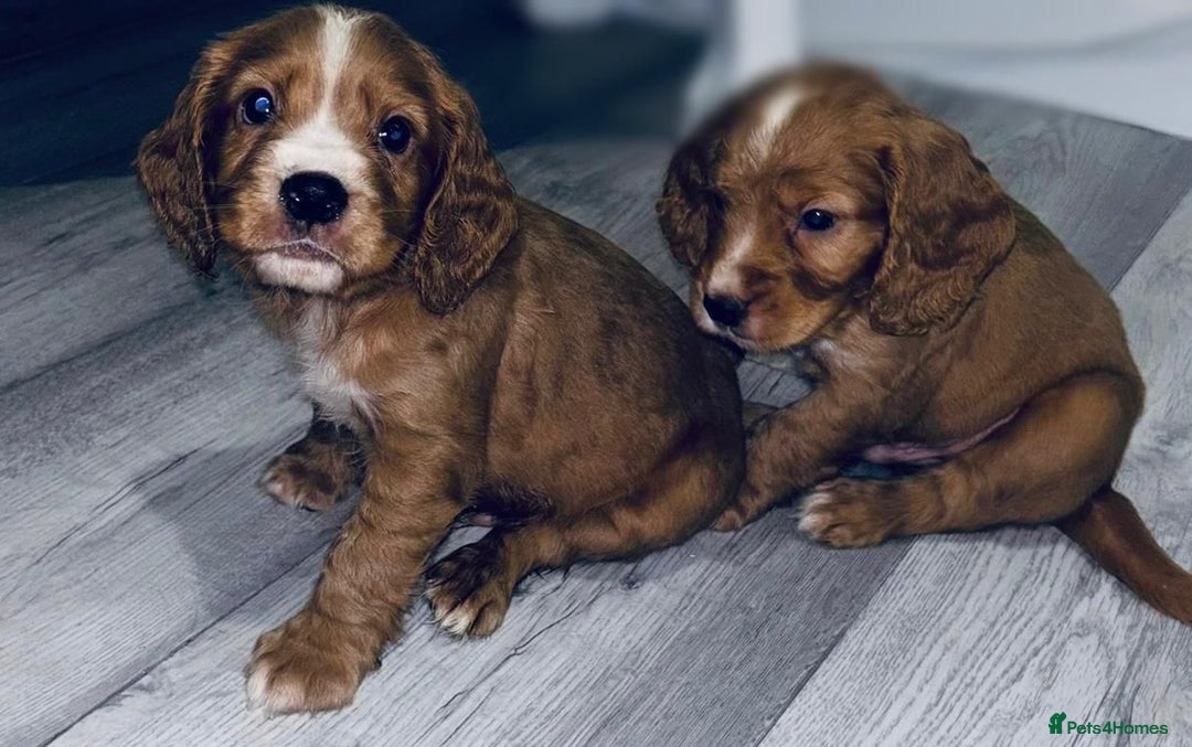 Cocker Spaniel dogs for sale: Cocker Spaniel Puppies  - Image 1