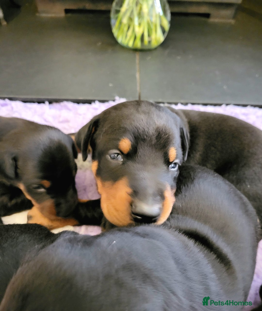 Dobermann dogs for sale: Gorgeous KC Dobermann Puppies  - Image 9