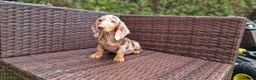 Miniature Dachshund dogs for sale:  Beautiful Mini dachshund   - Advert 12