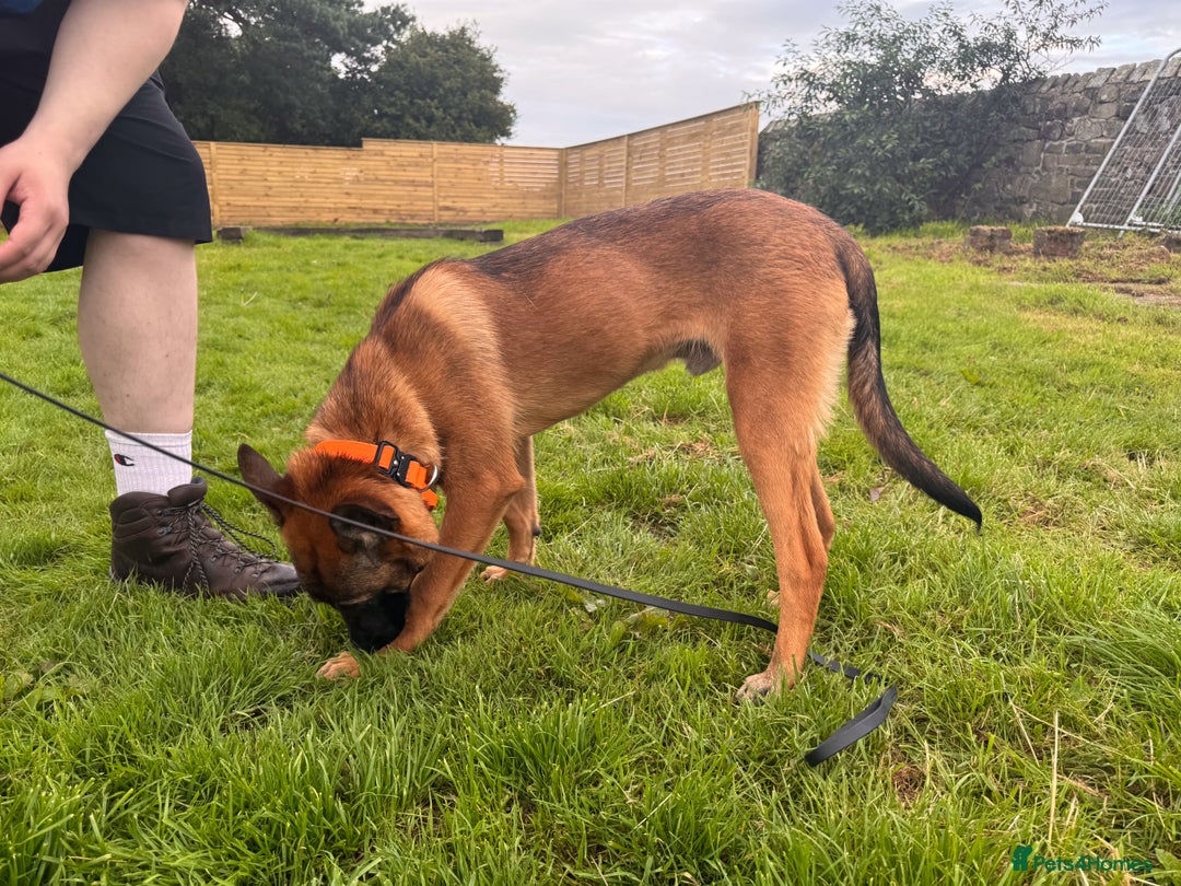 Belgian Shepherd Dog dogs for sale: Kairo - Urgent Rehome - Image 31