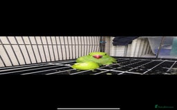 Ringnecks birds for sale: Healthy and lively Indian Ringneck available   - Advert 4