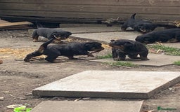 Rottweiler dogs for sale: 5 chunky pure pedigree Rottweiler pups - Image 32