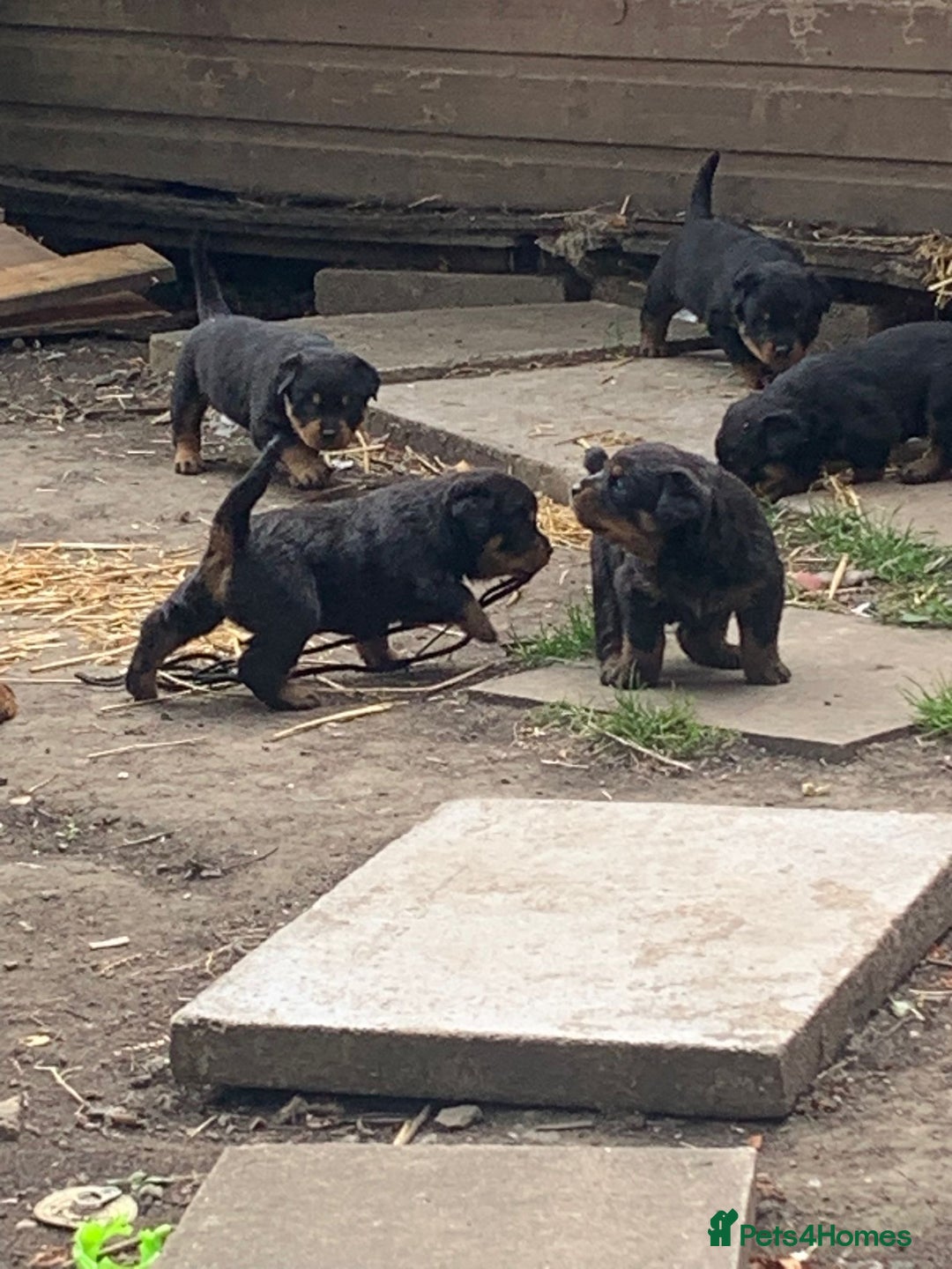 Rottweiler dogs for sale: 5 chunky pure pedigree Rottweiler pups - Image 32