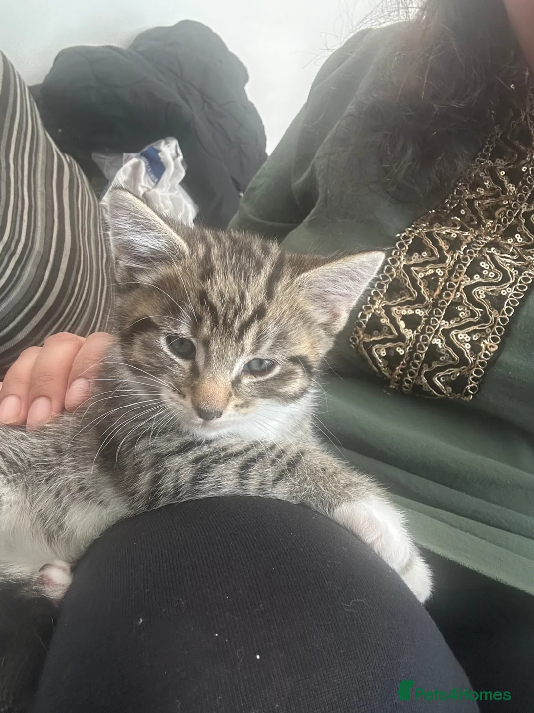 British Shorthair cats for sale: Kitten  - Advert 2