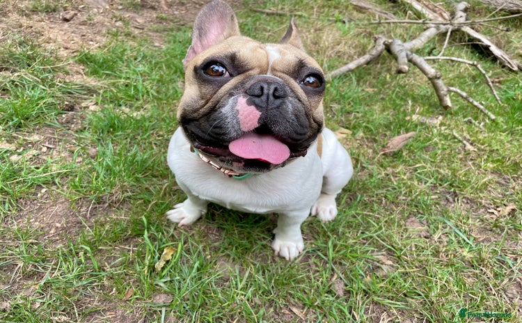 French Bulldog dogs - Advert 1