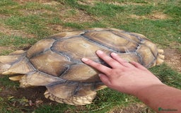 Tortoise reptiles for sale: Male sulcata tortoise 10 years old - Image 6