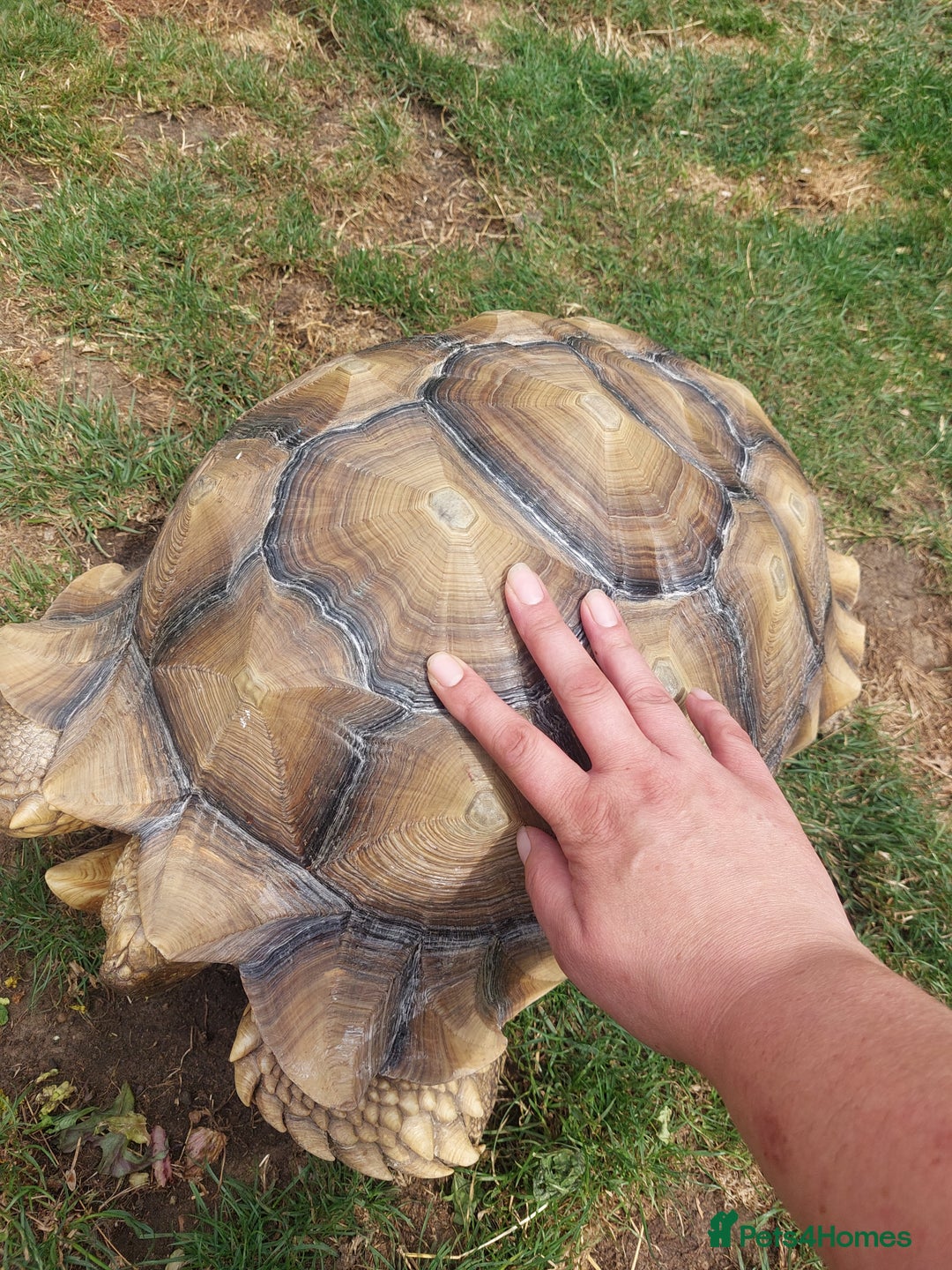 Tortoise reptiles for sale: Male sulcata tortoise 10 years old - Image 6