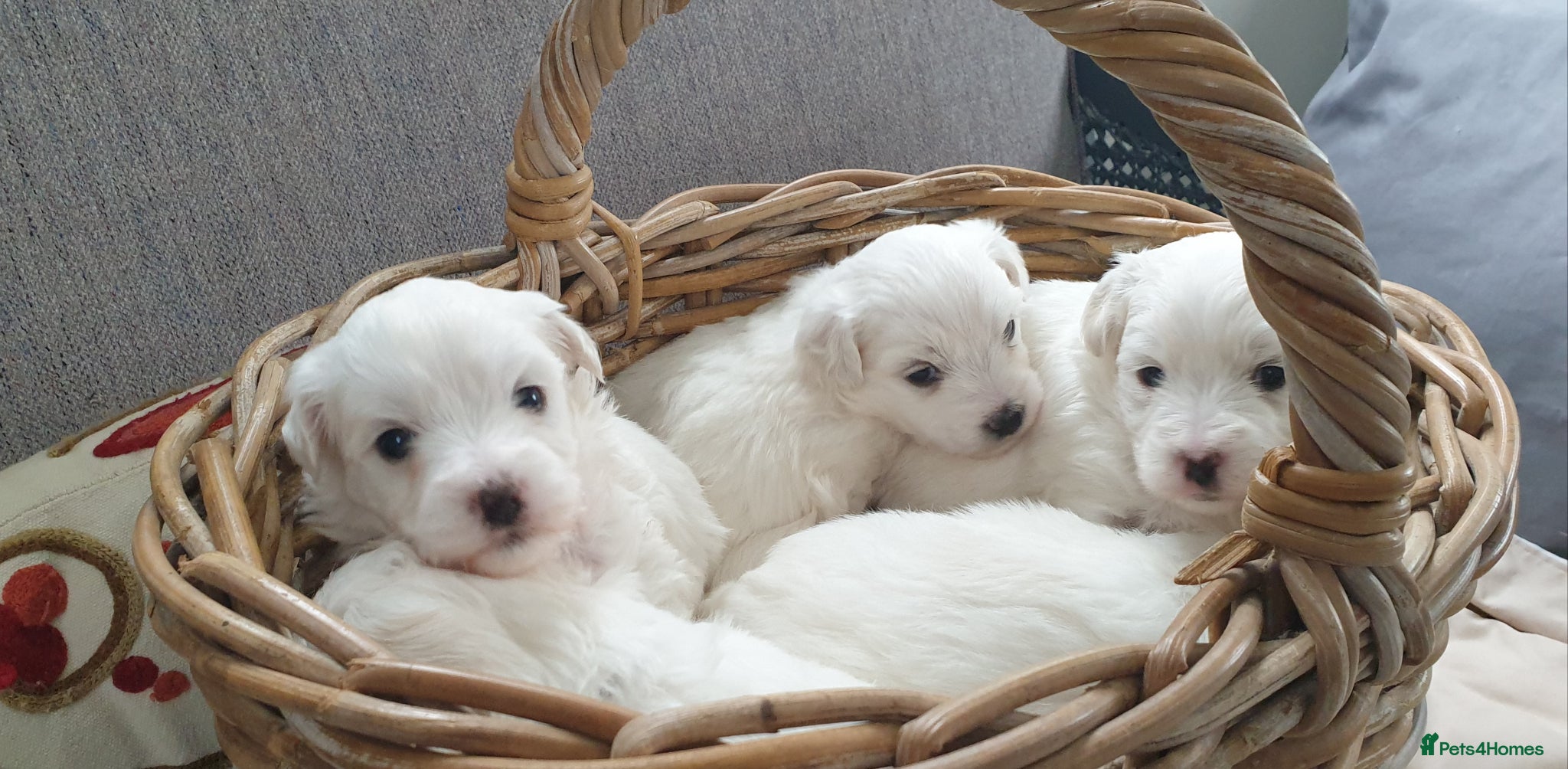 Coton De Tulear dogs K.C. Reg. Coton de Tulear, health tested parents - Advert 2