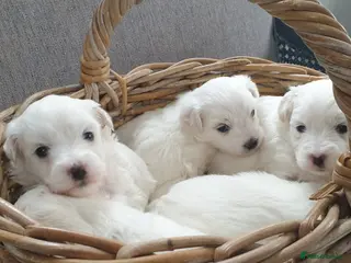 Coton De Tulear dogs K.C. Reg. Coton de Tulear, health tested parents - Advert 2