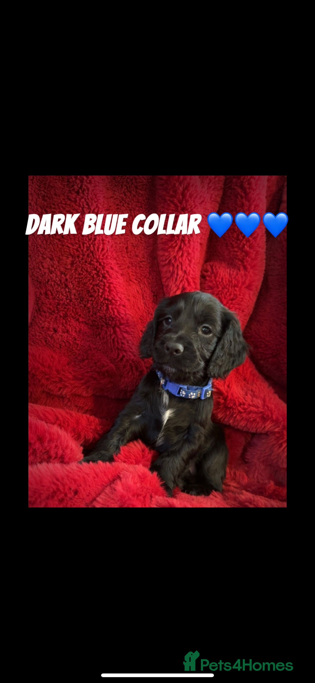 Cocker Spaniel dogs for sale: Working cocker spaniel puppies  - Advert 5