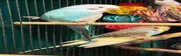 Budgerigars birds for sale: NON-FLYERS  Pair of Budgies – £40 for the pair - Advert 3