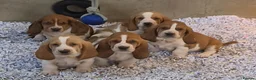 Basset Hound dogs for sale: KC BASSET HOUND PUPPIES FROM HEALTH SCORED PARENTS - Advert 18