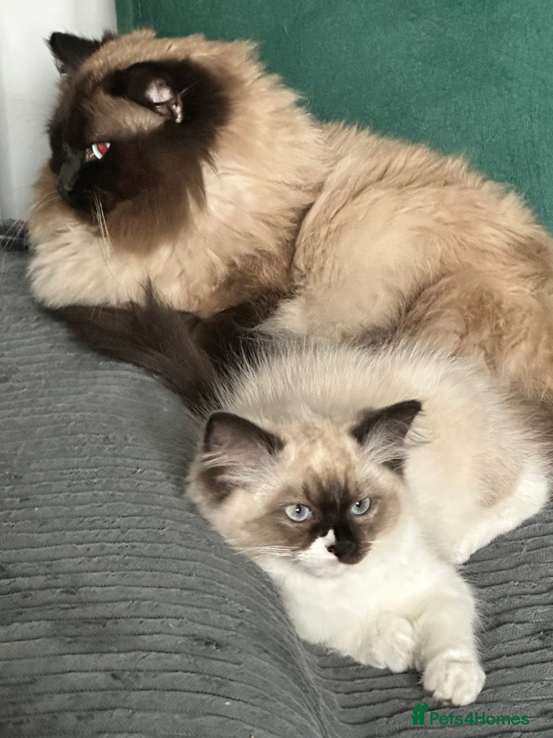 Ragdoll cats for sale: Ragdoll - Image 4