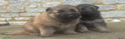 German Shepherd dogs for sale: Stunning German Shepherd puppies for sale  in Templecombe - Advert 5