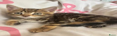 TABBY BABY - BOY