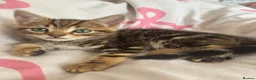 Mixed Breed cats for sale: 6 Beautiful Babies looking for forever homes - Advert 6