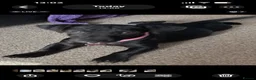 Mixed Breed dogs for sale: Pattarjack Roxie  - Advert 2