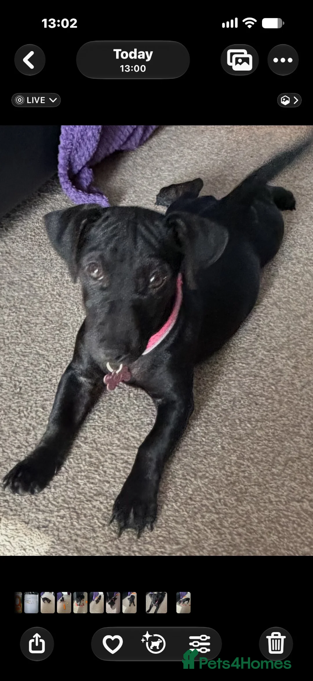 Mixed Breed dogs for sale: Pattarjack Roxie  - Advert 2