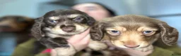 Miniature Dachshund dogs for sale: Long haired mini daschunds  - Advert 8