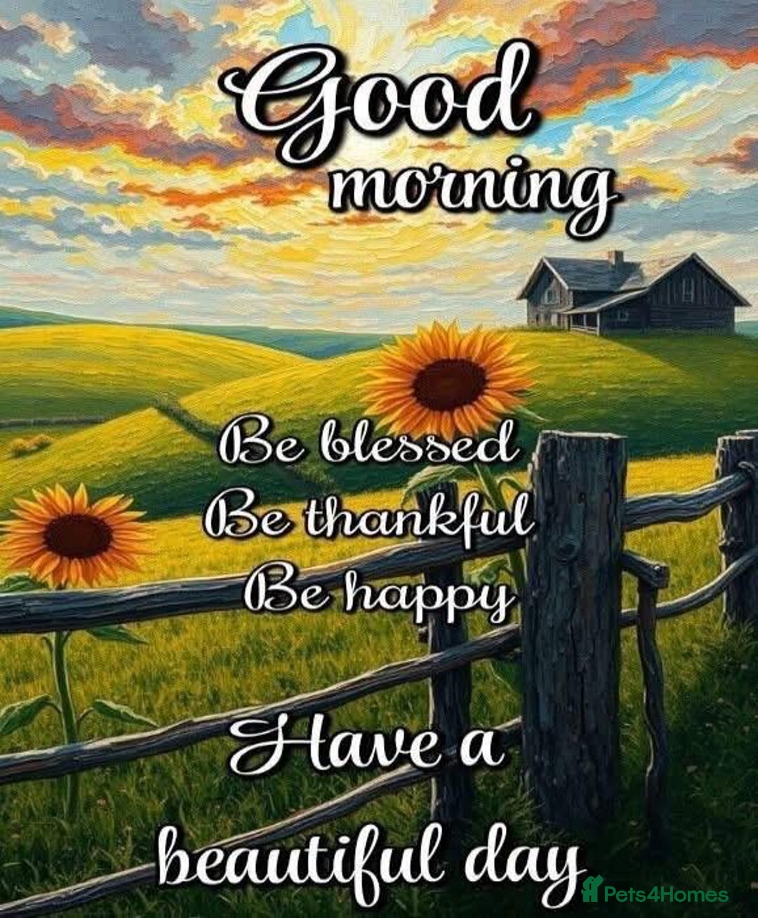 Yorkshire Terrier dogs for sale: Yorkshire terrier puppy boys - Image 6