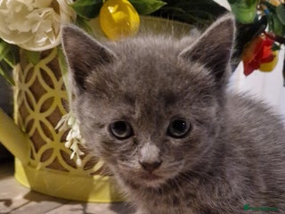 Mixed Breed cats Ragdoll / russian blue cross - Advert 6
