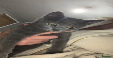 Russian Blue cats - Advert 4