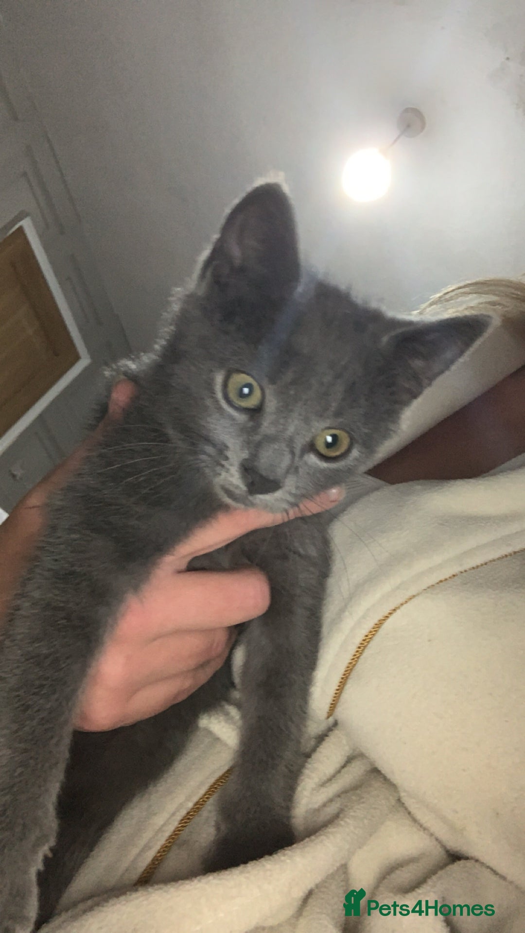 Russian Blue cats for sale: Russian blue beauty  - Image 2