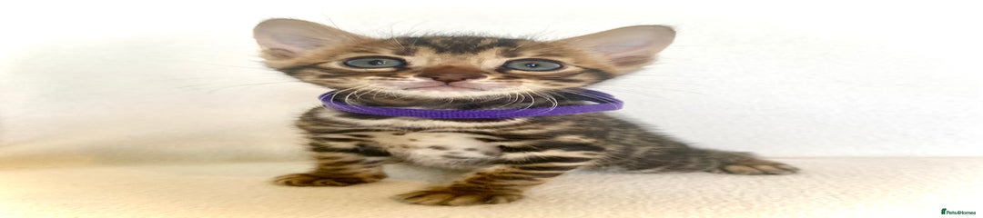 Bengal Kitten 3
