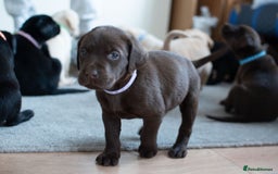 Labrador Retriever dogs for sale: Adorable Labrador Retriever Puppies  🐶💛 - Image 14