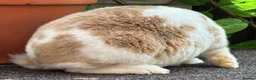 Mini Lop rabbits for sale: Mini Plush Lop - Hypoallergenic Fur. - Advert 13