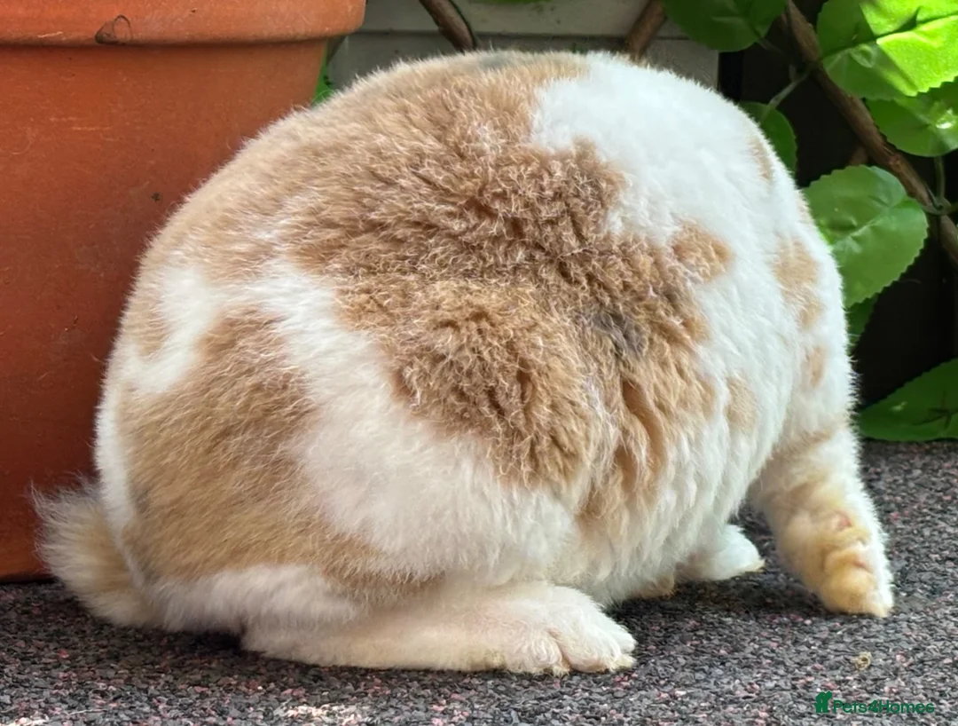 Mini Lop rabbits for sale: Mini Plush Lop - Hypoallergenic Fur. - Advert 13