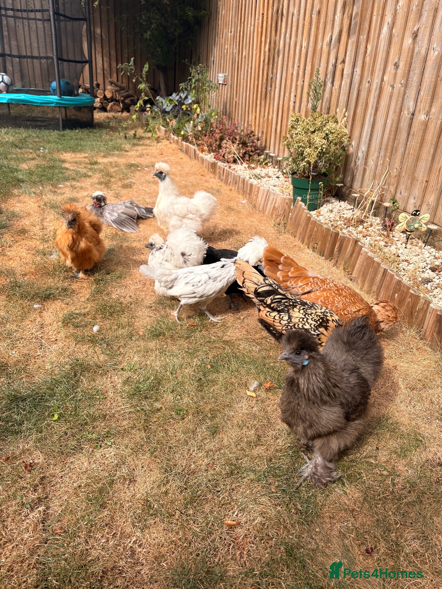 Chickens poultry Silkie hens and polish hens  - Advert 1