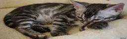 Bengal cats for sale: 2 Tica Registered male Bengal kittens for sale  in Windsor - Advert 21