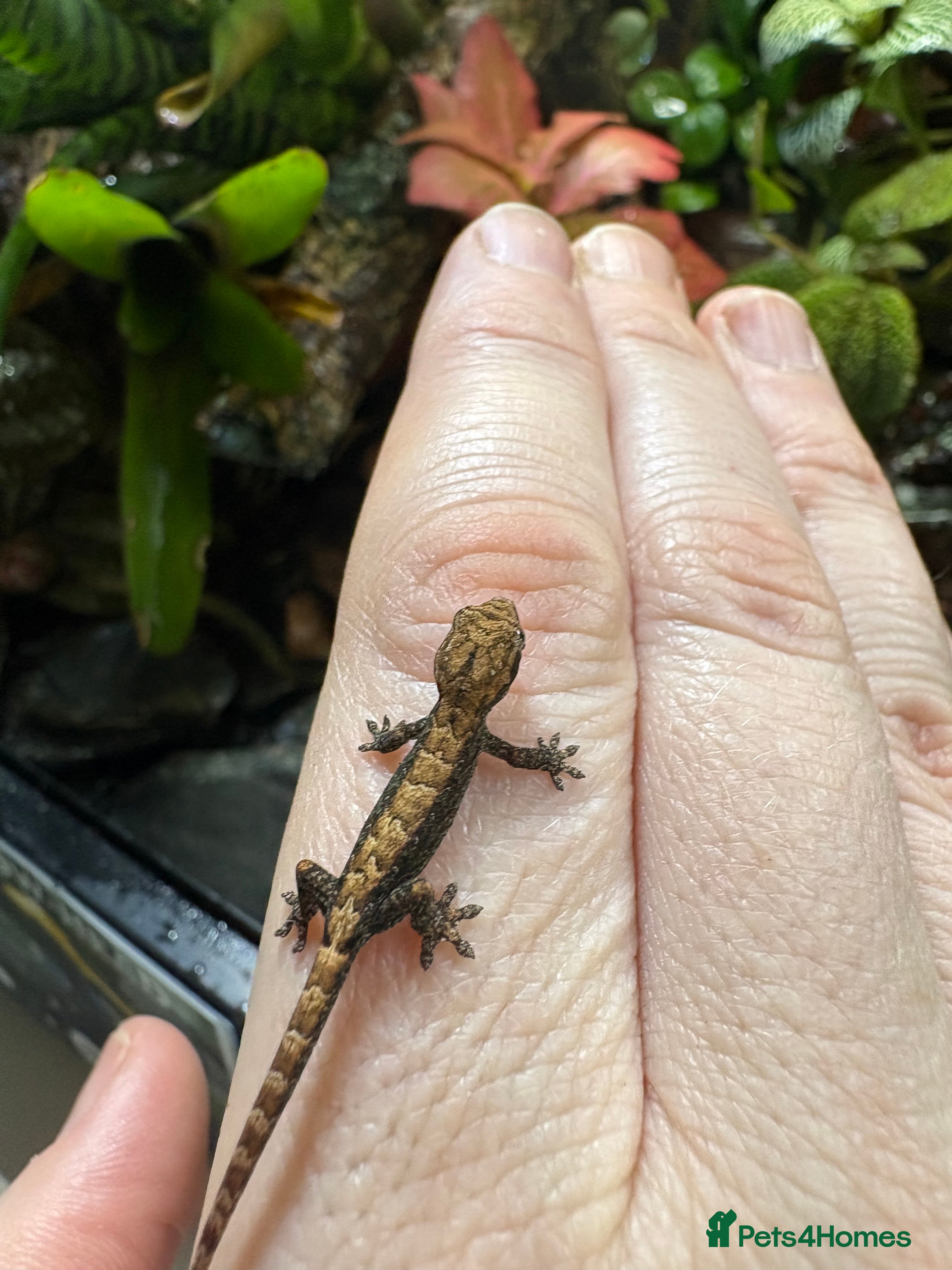 Gecko reptiles Mourning geckos adult and young  - Advert 1