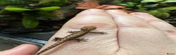 Gecko reptiles for sale: Mourning geckos adult and young  - Advert 1