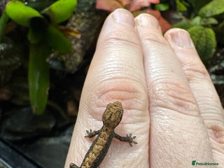 Gecko reptiles Mourning geckos adult and young - Advert 1