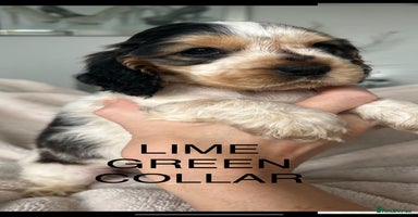 Cocker Spaniel dogs - Advert 13