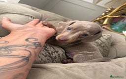 Miniature Dachshund dogs for sale: Beautiful smoothed haired miniature Dachshunds - Advert 4