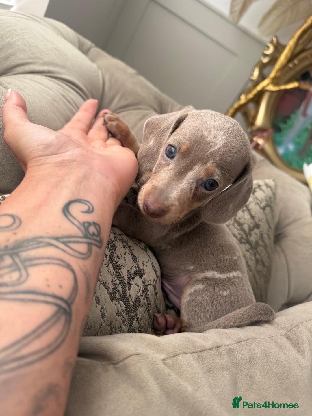 Miniature Dachshund dogs for sale: Beautiful smoothed haired miniature Dachshunds - Advert 4