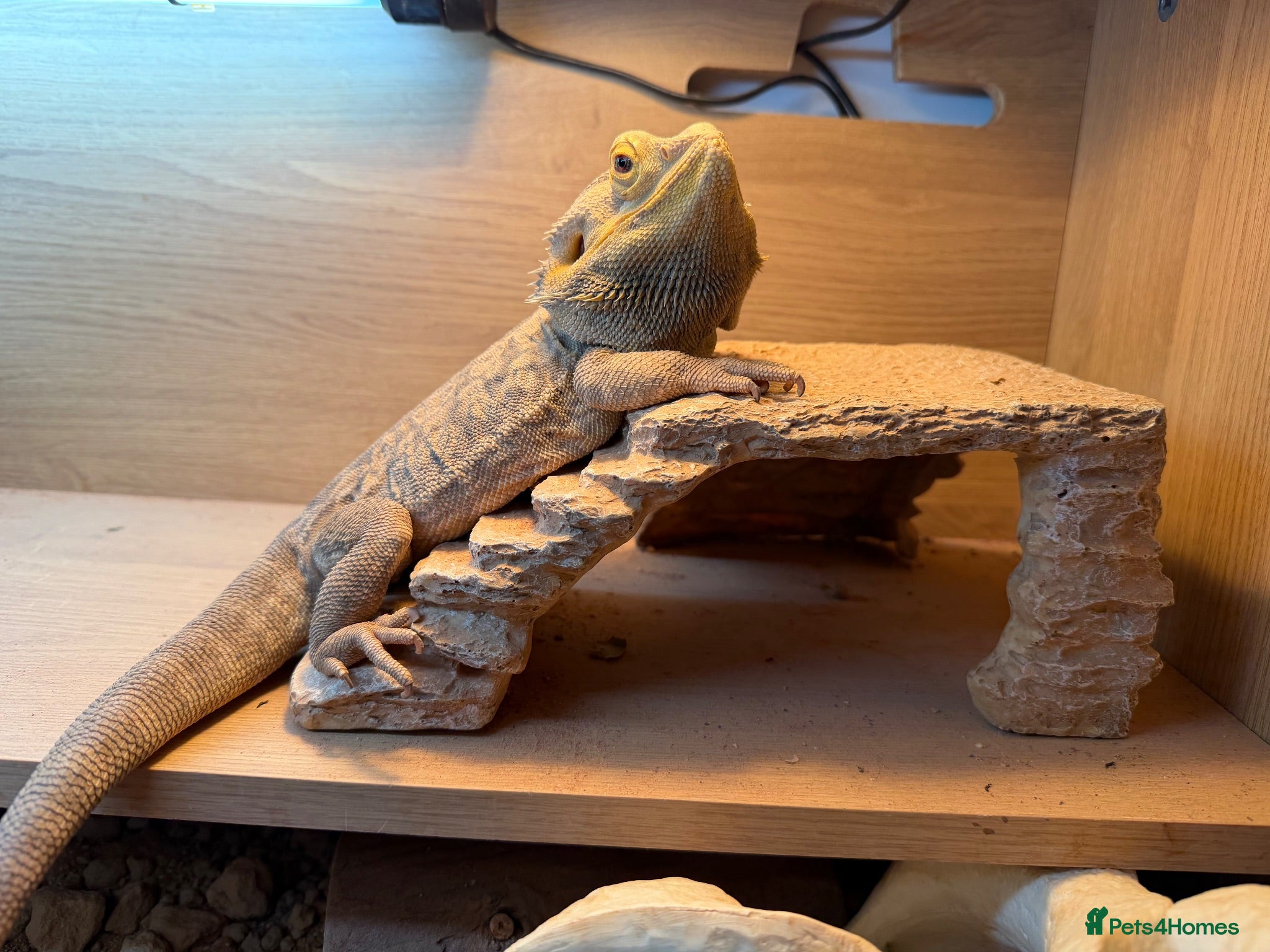 Bearded Dragon reptiles Bearded dragon comes with set up  - Advert 2