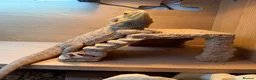 Bearded Dragon reptiles for sale: Bearded dragon comes with set up  - Advert 2
