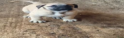Anatolian Shepherd dogs for sale: 8 beautiful Antonian Shepherd pups  - Advert 2