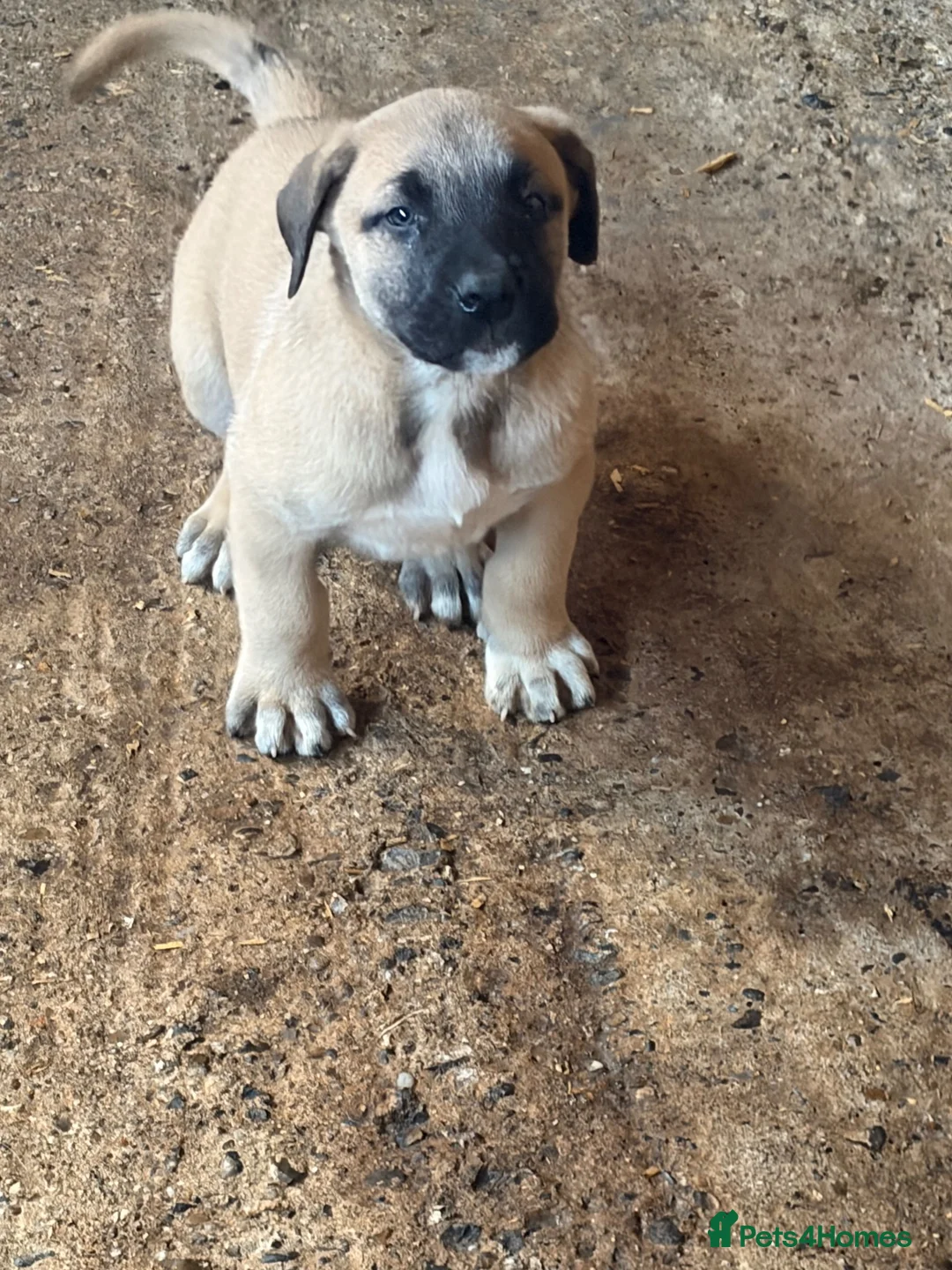 Anatolian Shepherd dogs for sale: 8 beautiful Antonian Shepherd pups  - Advert 2