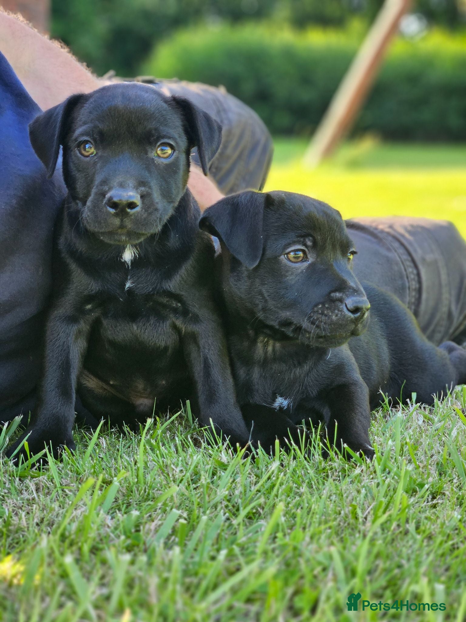 Patterdale Terrier dogs Stunning patterdale terriers  - Advert 1