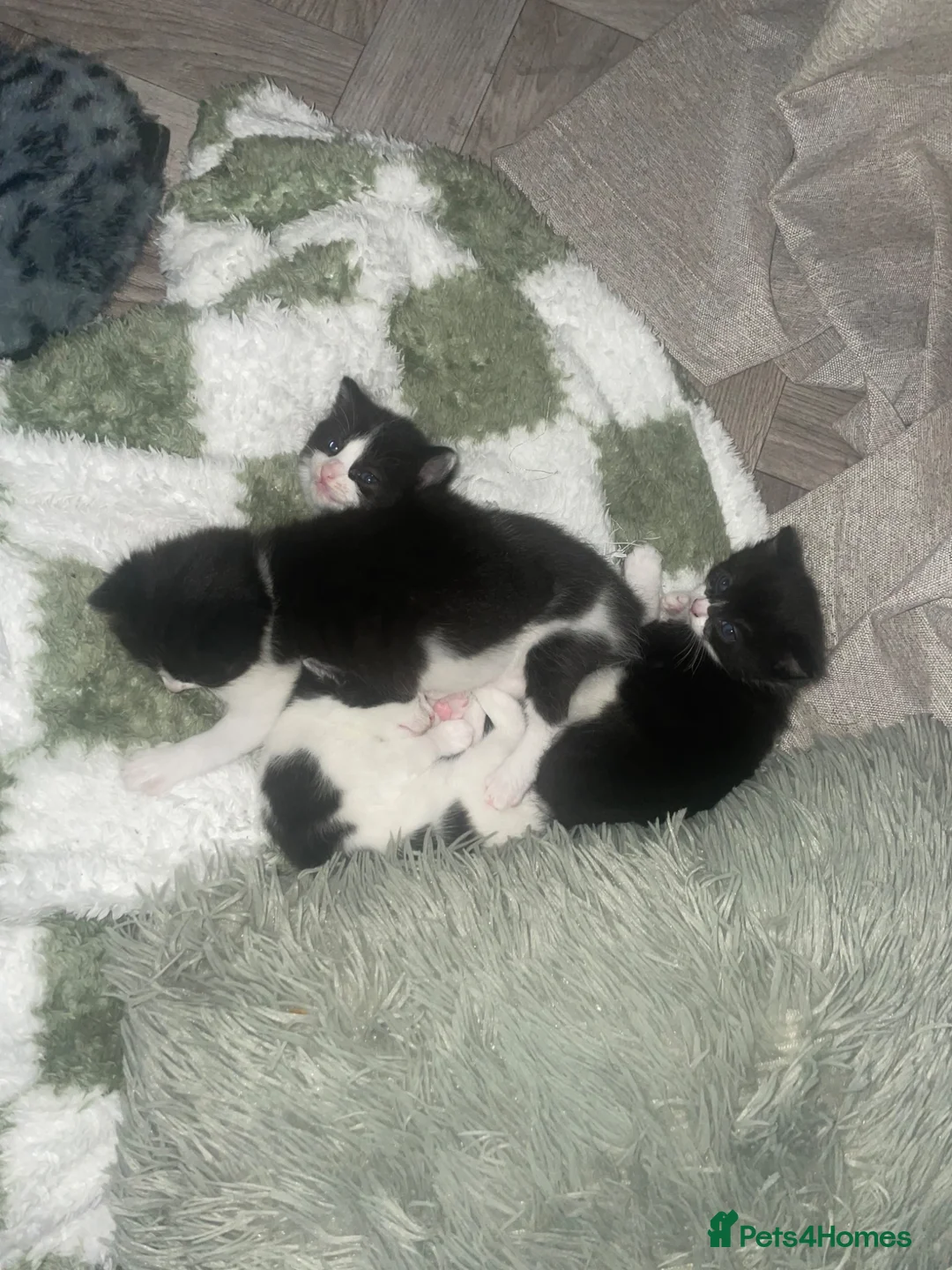 Mixed Breed cats for sale: One male one female available first week in July  - Advert 2
