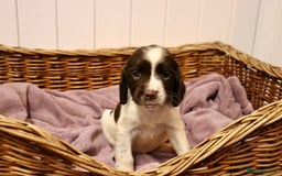 English Springer Spaniel dogs for sale: Working Bred Springer Spaniel Puppies For Sale.  - Image 24