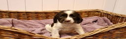 English Springer Spaniel dogs for sale: 1 BOY LEFT!! Working Bred Springer Spaniel.  - Advert 29