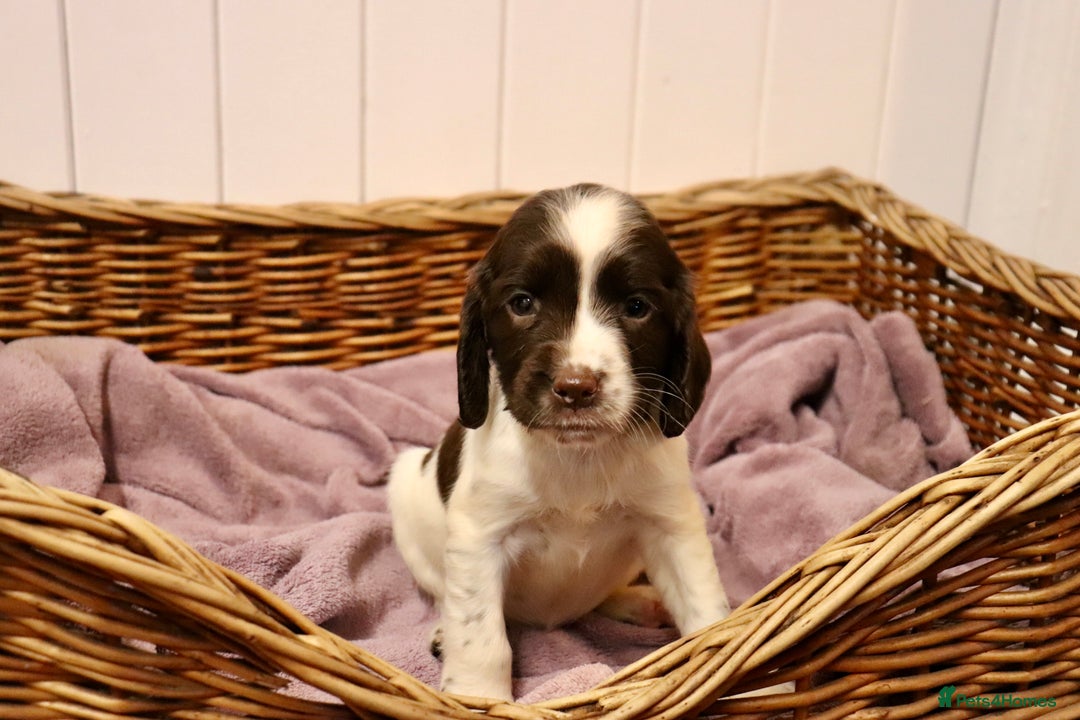 English Springer Spaniel dogs for sale: Working Bred Springer Spaniel Puppies For Sale.  - Image 24