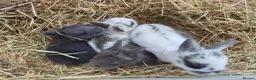 Netherland Dwarf rabbits for sale: Netherlands Dwarf babies  in Hailsham - Advert 1